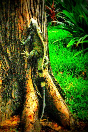 Nognibeth Martínez     Iguana (Plaza Bolívar Acarigua Portuguesa) Fotografía Digital 30 x 45 cms. / 2012