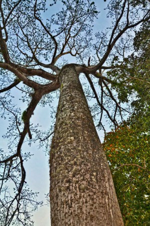 Simón Samuel Árbol (Cercanías a “La Tapa” Araure - Portuguesa) Fotografía Digital 30 x 45 cms. / 2012